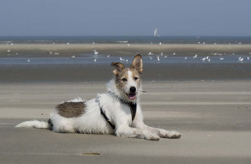 Holland 04-2014 ---20140420_0261 Kopie.jpg - Heute ist sehr schönes Wetter bei 18 Grad , Also auf zur nächsten Strandwanderung. Felix hatte im Gegensatz zum vergangenen Jahr einen riesen Spaß